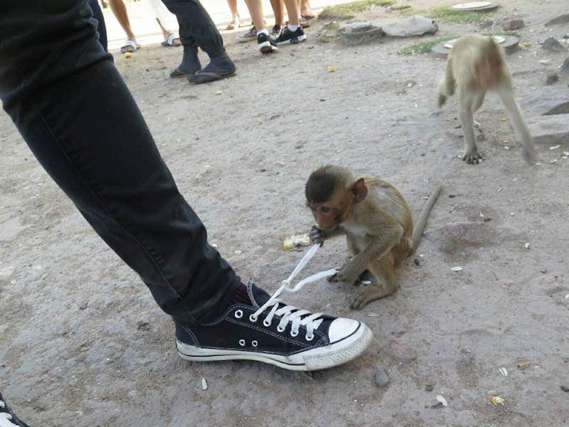 靴ひもをほどく猿