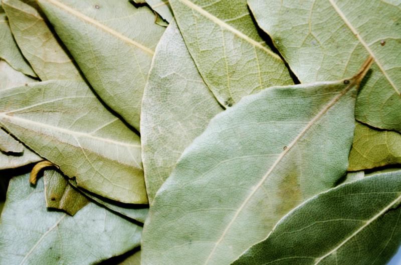 ．ローリエ（月桂樹）は英語でbay leafです