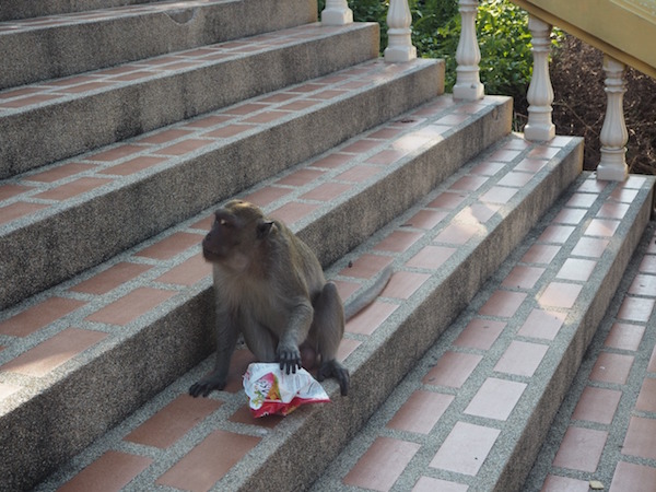 タイのカオタキアップにいる猿