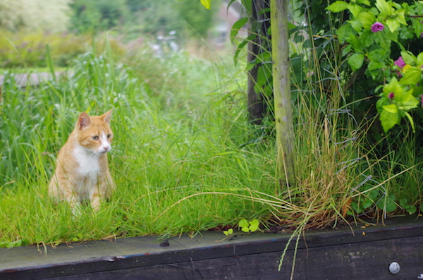 Giethoornの猫