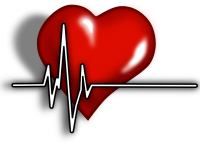 心臓はオランダ語で何という？体の器官に関するオランダ語８選