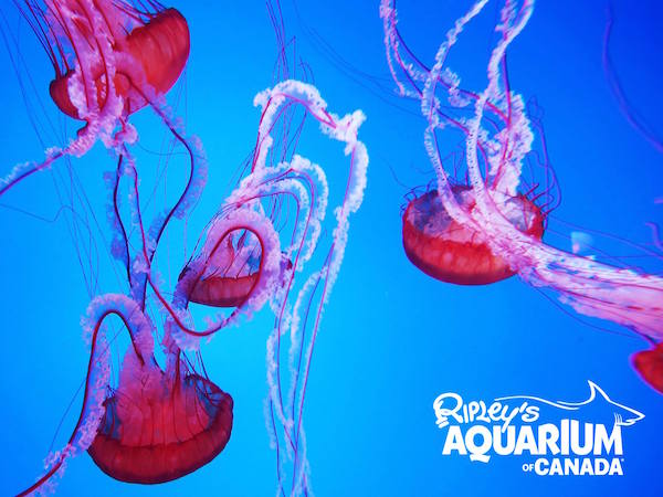 Ripley&apos;s Aquarium of Canadaの写真